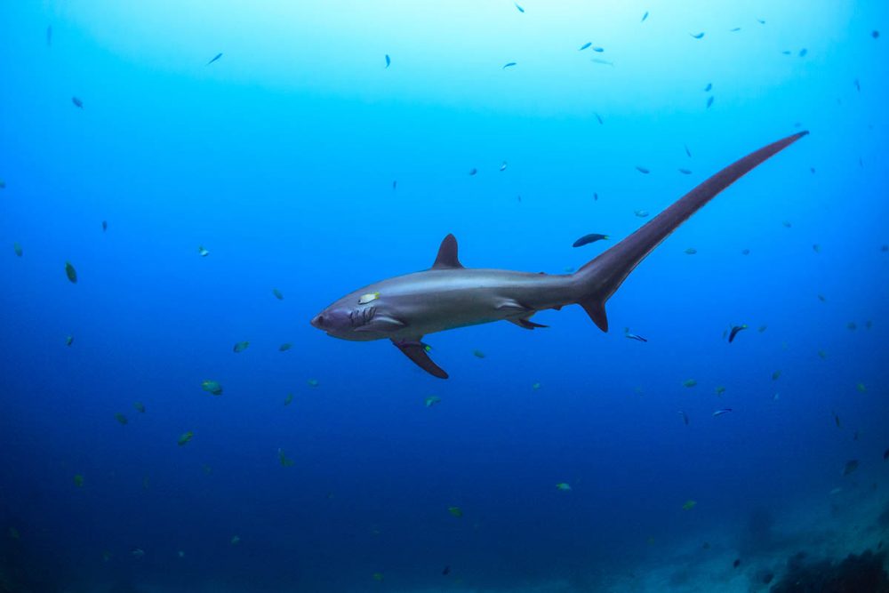 The Pelagic Thresher Shark (Alopias pelagicus) - Eco Dive Center :: LA's  SCUBA Headquarters