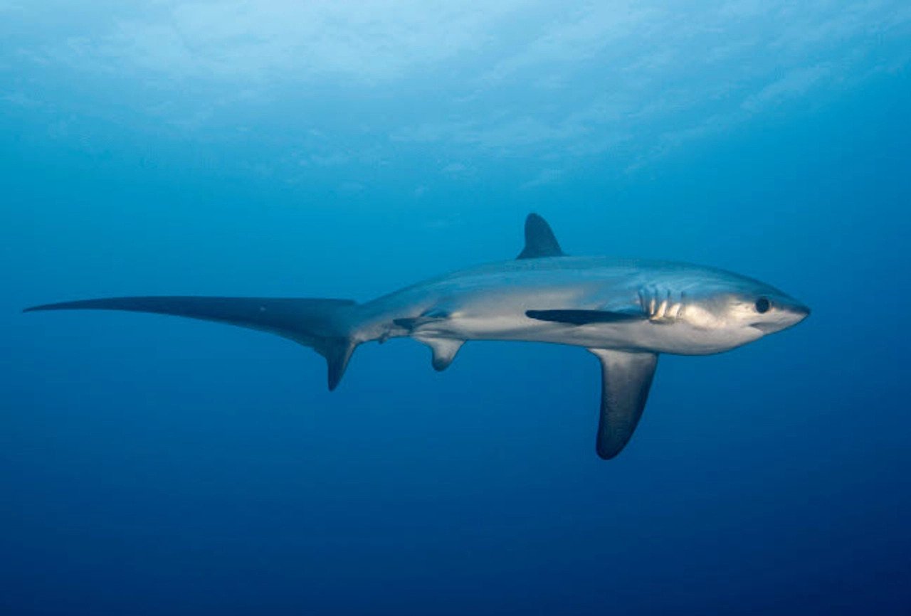The Pelagic Thresher Shark (Alopias pelagicus) - Eco Dive Center
